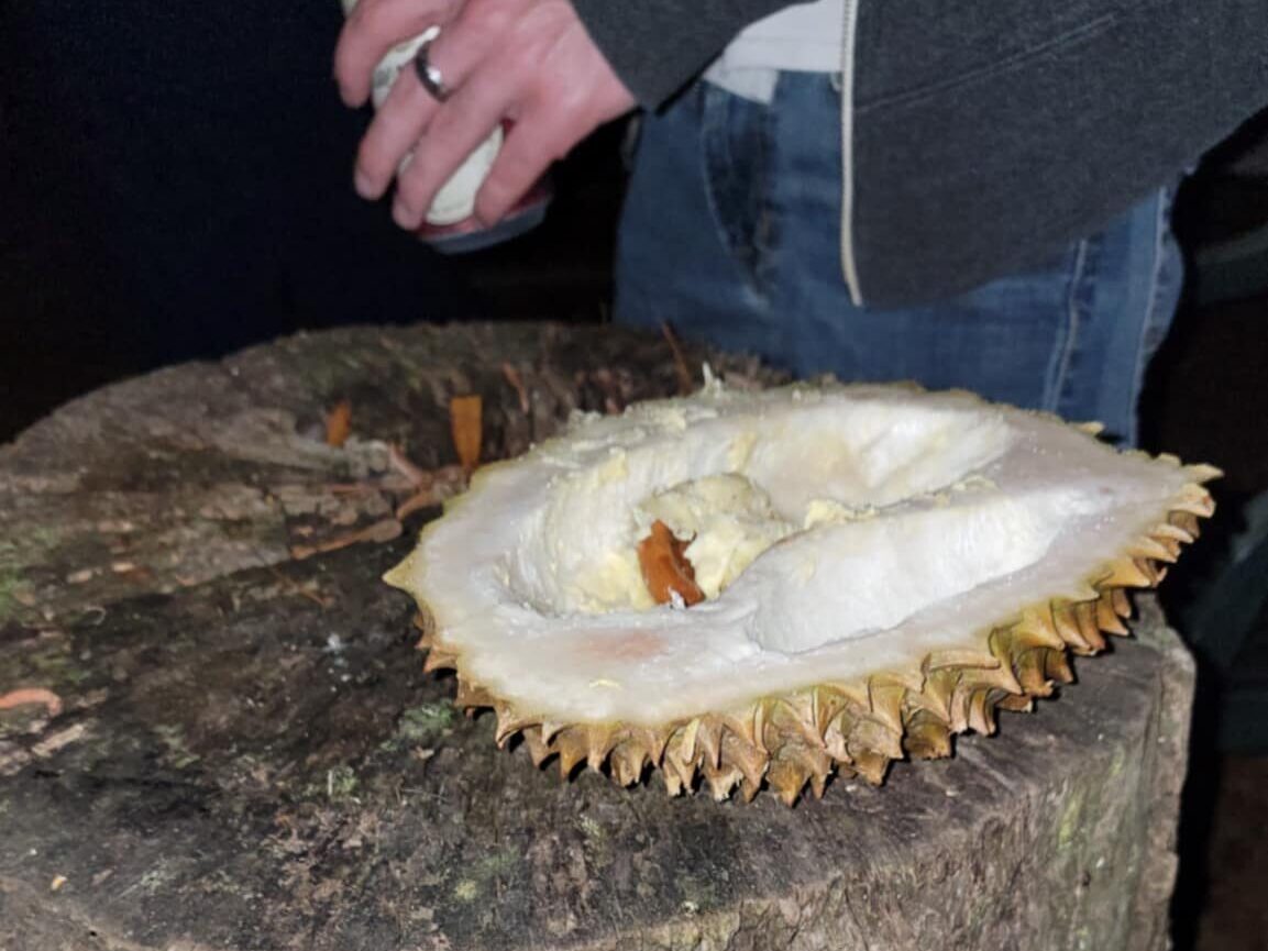 A halved durian fruit sits atop a weathered tree stump at Sleeze Weazel's 75th birthday party in Gainesville, Florida. The spiky outer shell contrasts with the creamy, pale yellow flesh inside, known for its strong aroma and unique taste. In the background, a person holding a beverage can is partially visible, adding to the rustic, late-night gathering atmosphere. This exotic fruit adds an unexpected twist to Sleeze Weazel’s infamous annual celebrations.